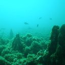 Arrecife Barrera de Posidonia
