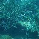 Arrecife Barrera de Posidonia